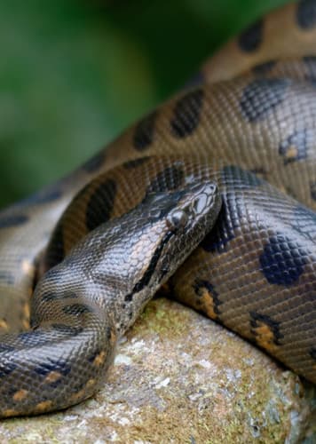Anaconda