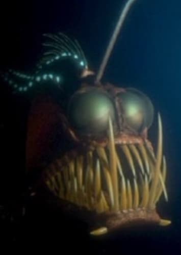 Anglerfish