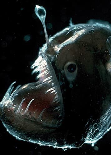 Anglerfish