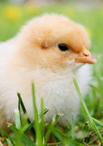 Animal: Chick