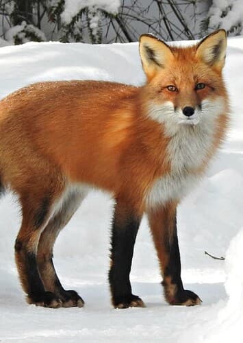 Animal: Fox