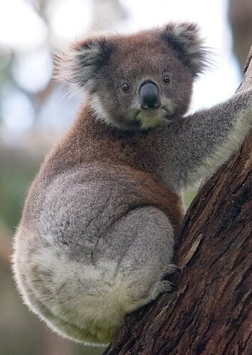 Animal: Koala