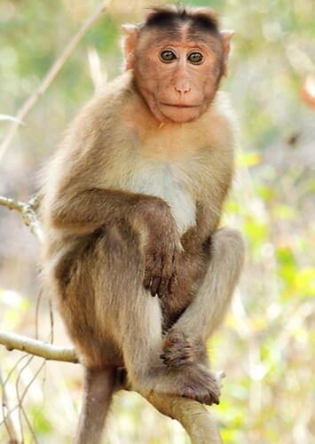 Animal: Monkey