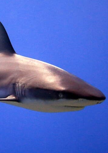 Animal: Shark