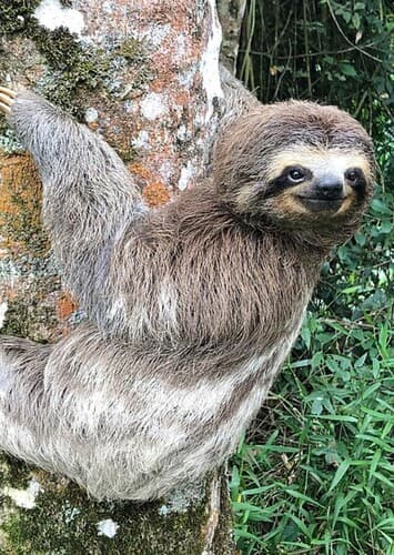 Animal: Sloth