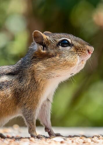 Animal: Squirrel/Chipmunk