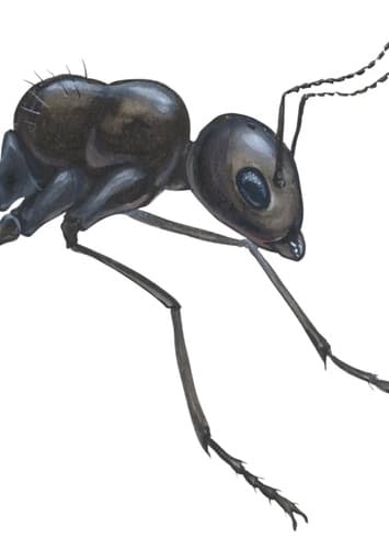 Ant
