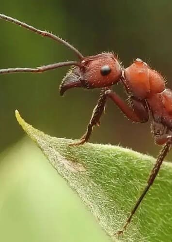 Ant