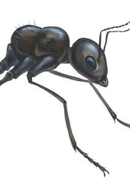 Ant