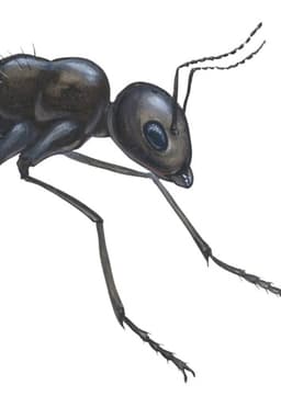 Ant