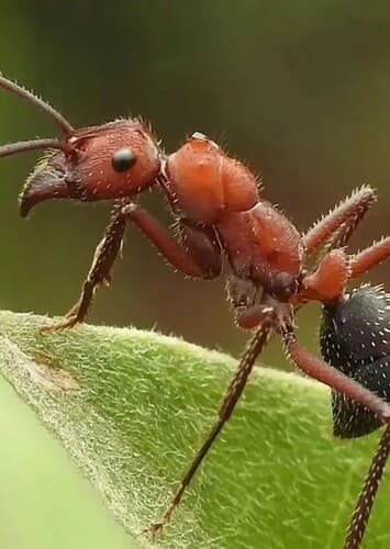 Ant