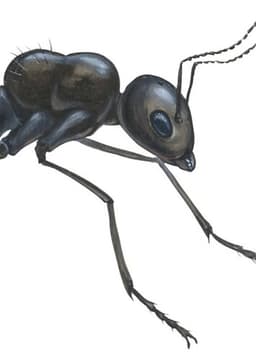 Ant