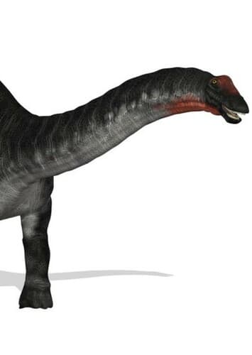 Apatosaurus (The Main Protagonist)