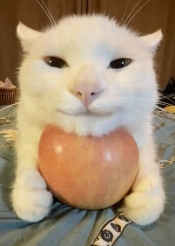 Apple Cat