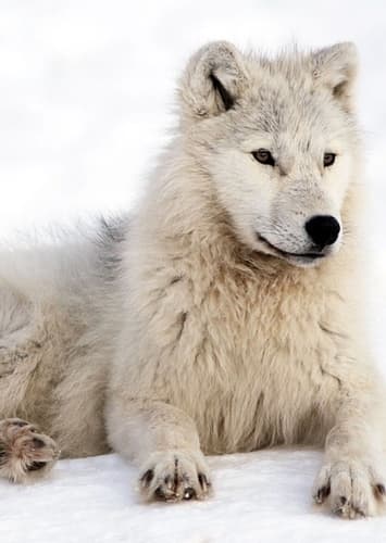 Arctic Wolf