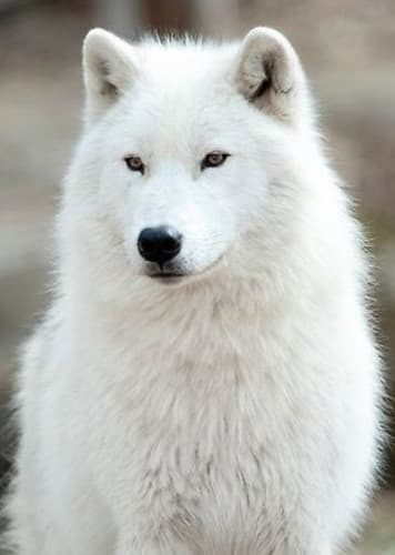 Arctic Wolf