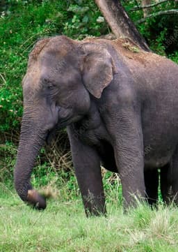 Asian Elephant