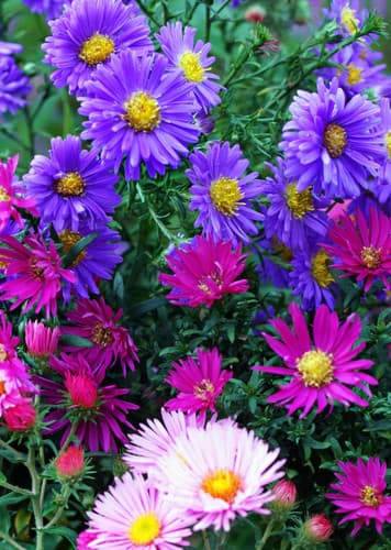 Aster (Generic)