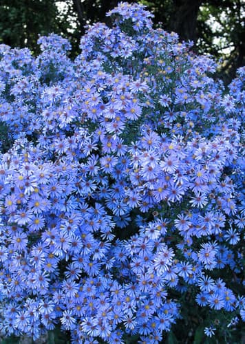 Aster (Blue)