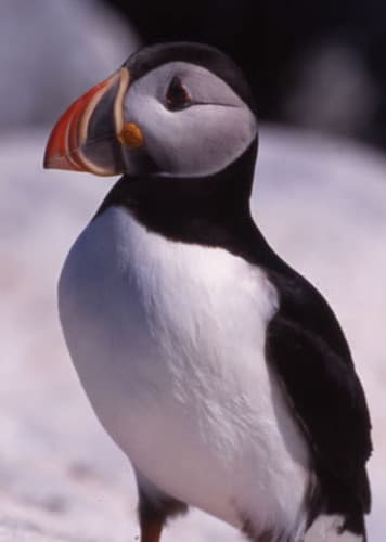 Atlantic Puffin