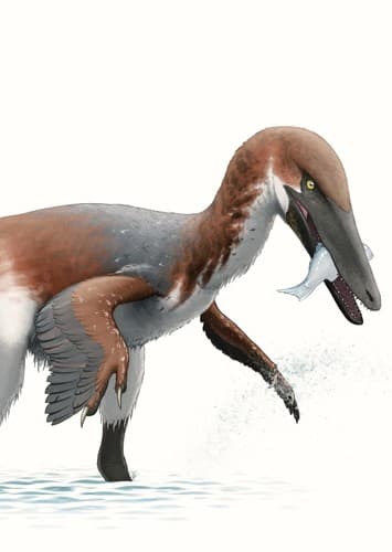 Austroraptor