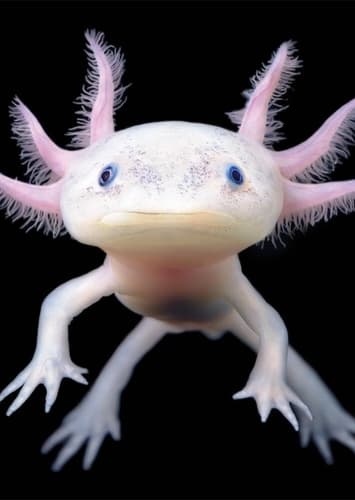 Axolotl