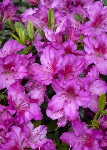 Azalea