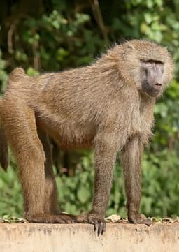 Baboon