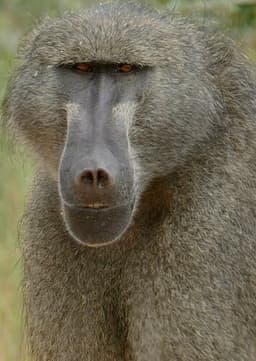 Baboon