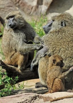 Baboon