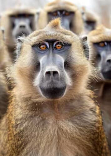 Baboons
