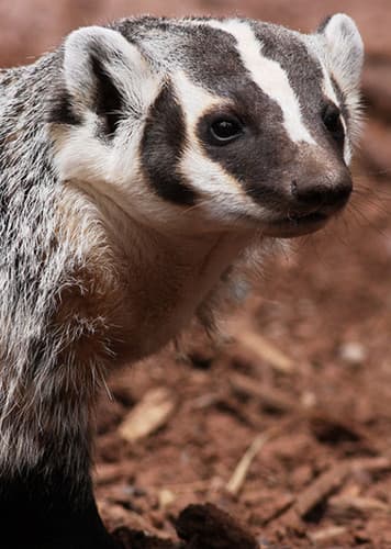 Badger