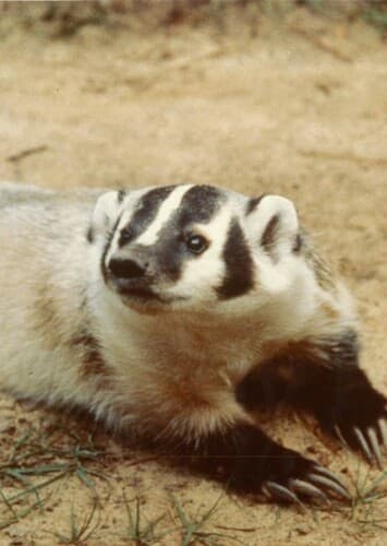 Badger