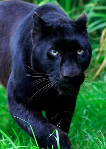 Bagheera