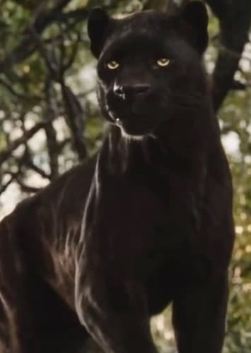 Bagheera