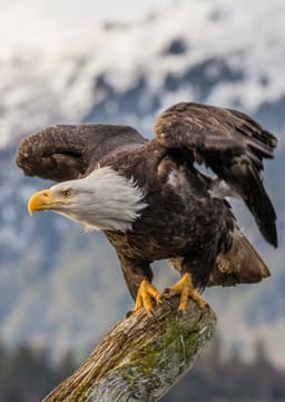 Bald eagle