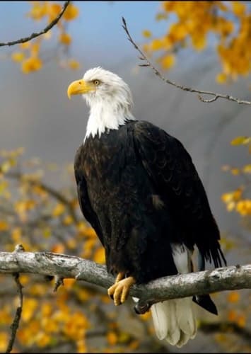 Bald Eagle
