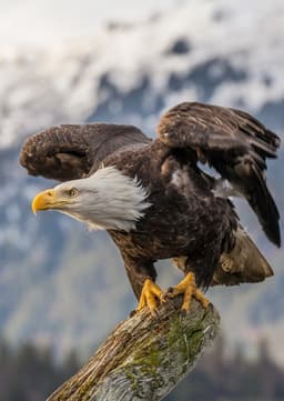 Bald Eagle