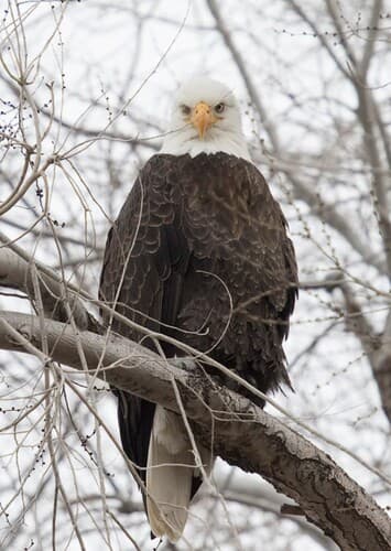 Bald Eagle