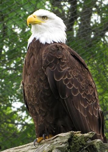 Bald Eagle