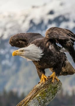 Bald Eagle