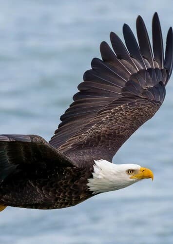 Bald Eagle