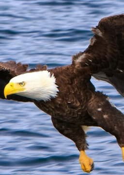 Bald Eagle