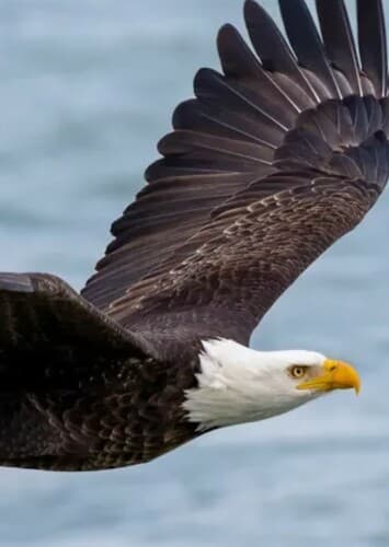 Bald Eagle