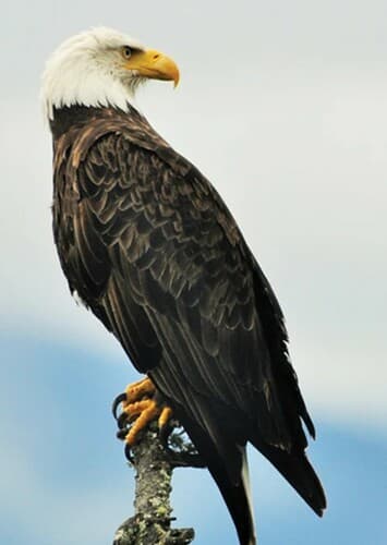 Bald Eagle
