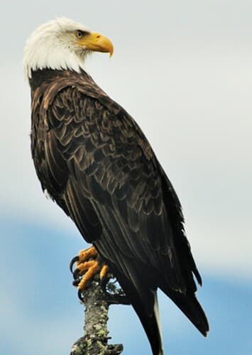 Bald Eagle