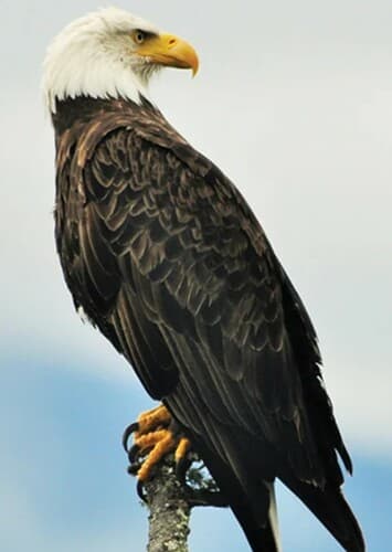 Bald Eagle