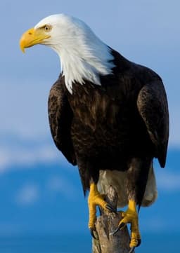 Bald Eagle