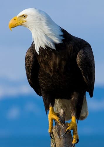 Bald Eagle