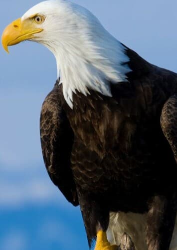 Bald Eagle